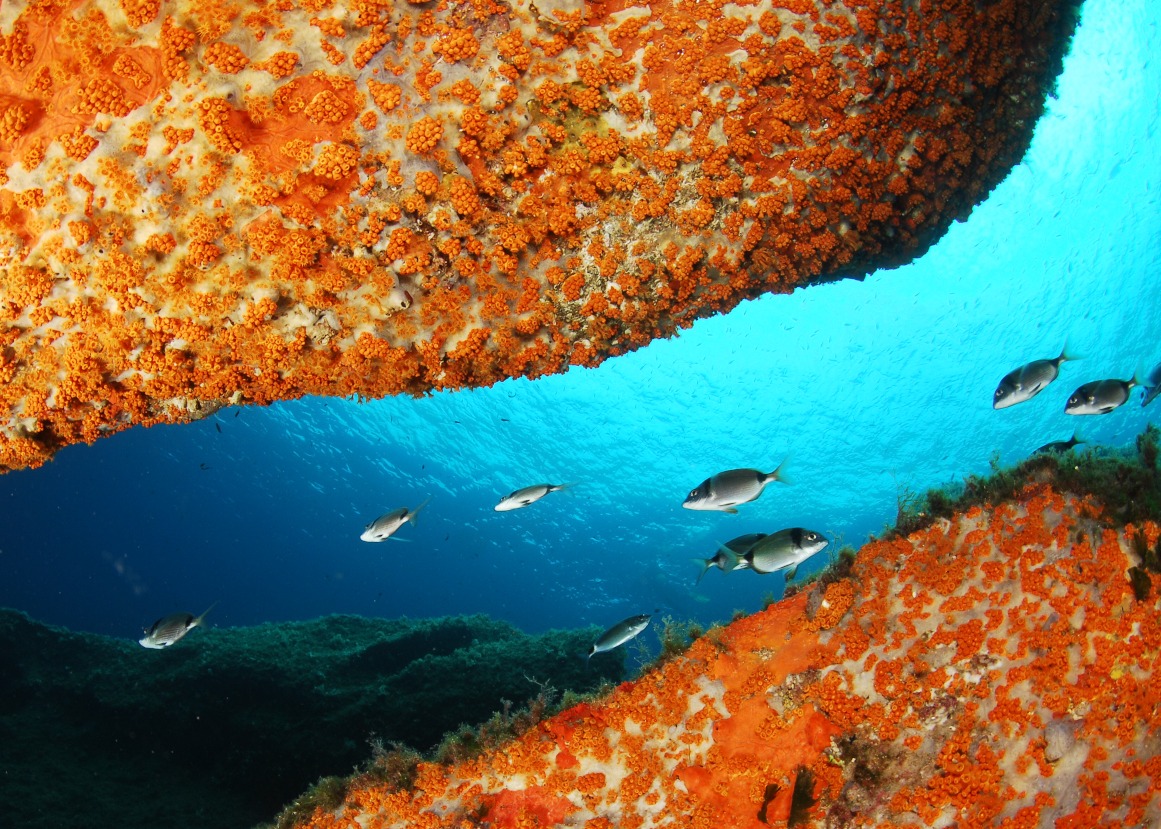 Immersioni Comune Di Palau